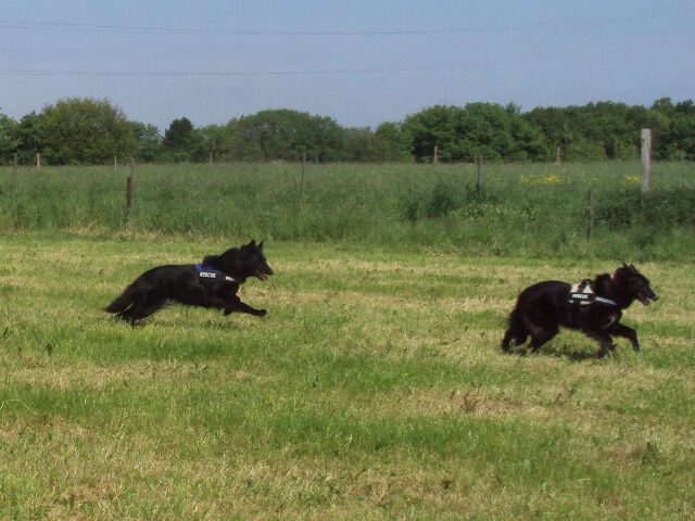 Rescue Dog et autres sports